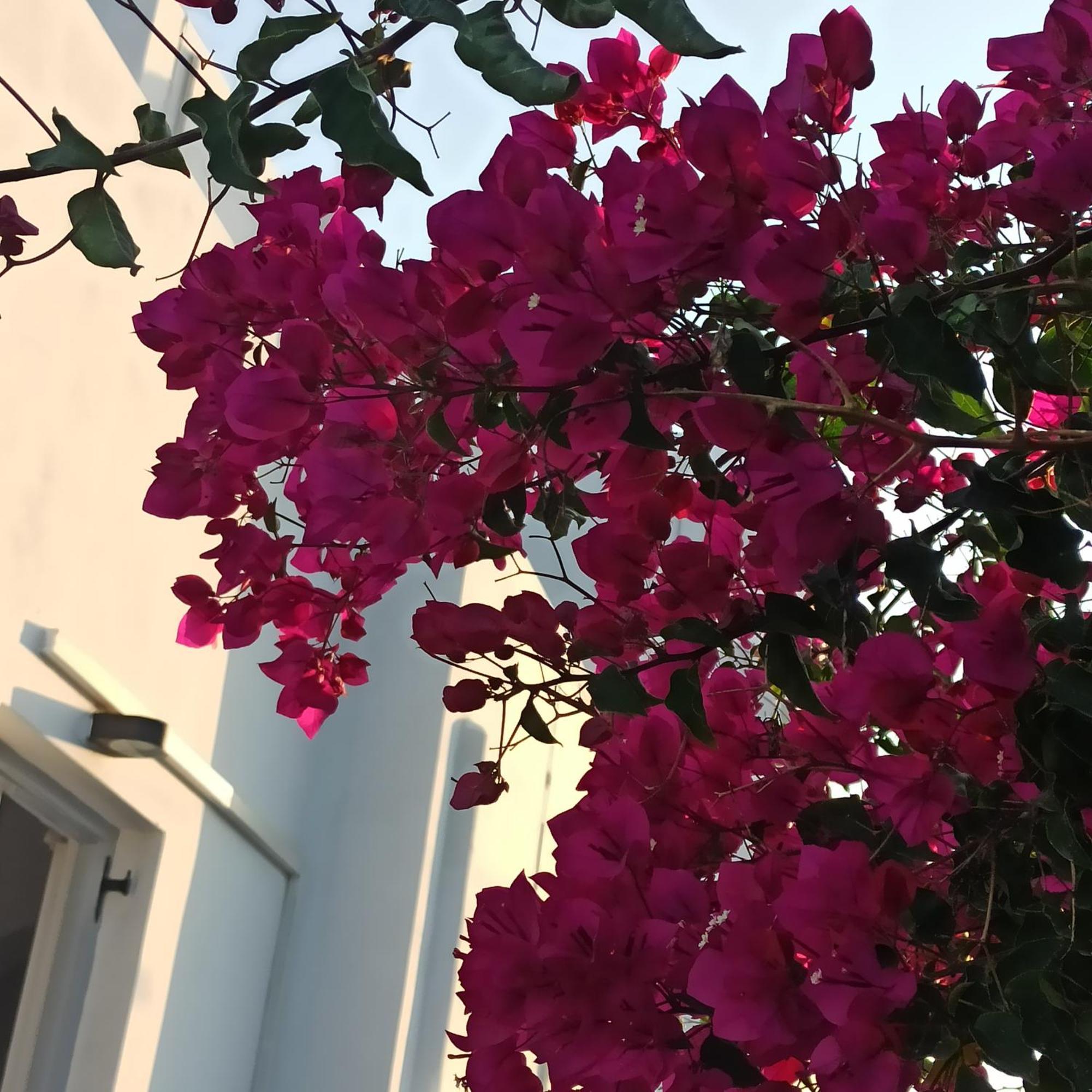 Isalos Paros Науса Экстерьер фото